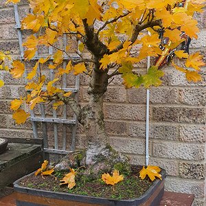 Norway maple in full autumn colours