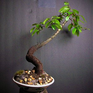 Wild Black Cherry bonsai