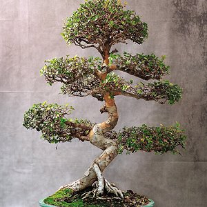 Chinese Elm