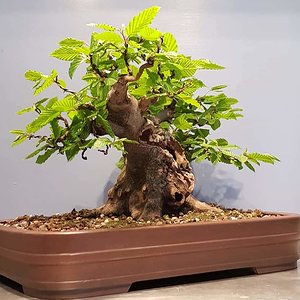 Hornbeam