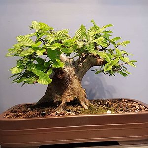 Hornbeam