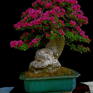 pink pixie bougainvillea