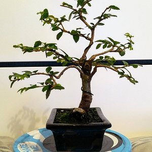 Chinese Elm 06