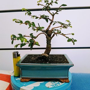 Chinese Elm 07