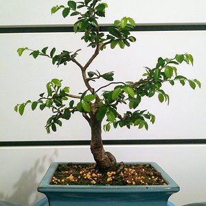 Chinese Elm 09