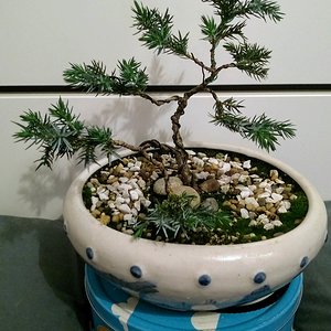 Juniper Squamata (Blue Star) 01.jpg