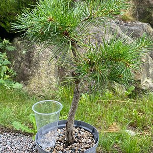 Scots pine 3
