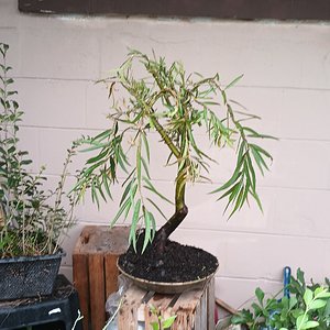 Basket Willow bonsai