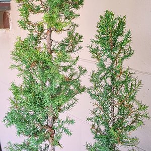 Eastern Red Cedar penjing