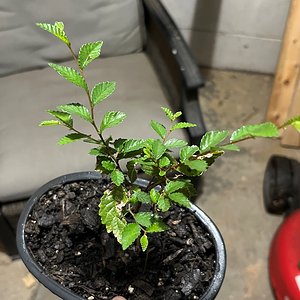 siberian elm (progress1).jpg