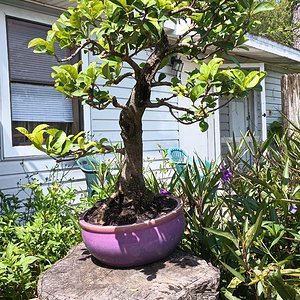 Media 'Japanese Privet 2024' in category 'Bonsai Nut Public Galleries'