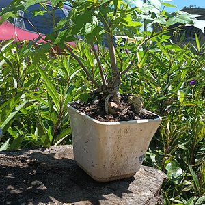 Sweet gum multi-trunk