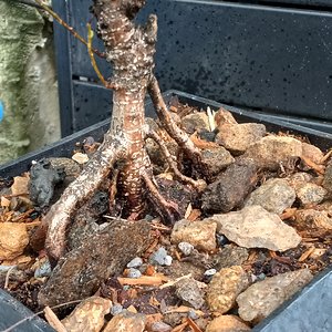 Ficus Tiger Bark MIcrocarpa