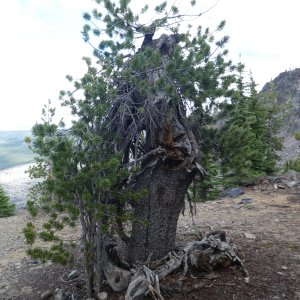 Whitebark Pine 1