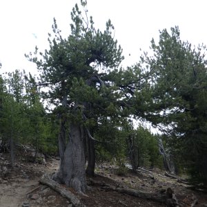 Whitebark Pine 2