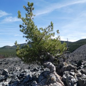 Gnarly Whitebark pine