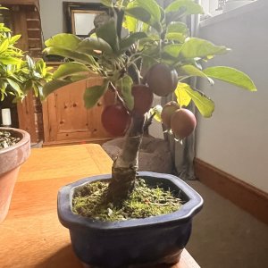 Crab apple project