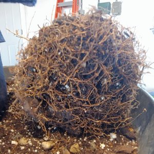 Media 'Crape myrtle root ball development in root pouch (3/3)' in category 'Bonsai Nut Member Galleries'