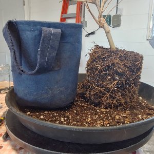 Crape myrtle root ball development in root pouch (2/3)