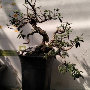 THE TWO HEAD of SANTIGI/SETIGI (Phempis Acidula - Indonesia Term) // ATMA BONSAI MINI LAB