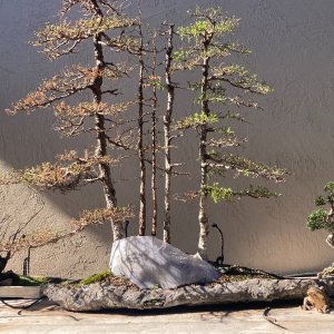 Larix Larcina Grove