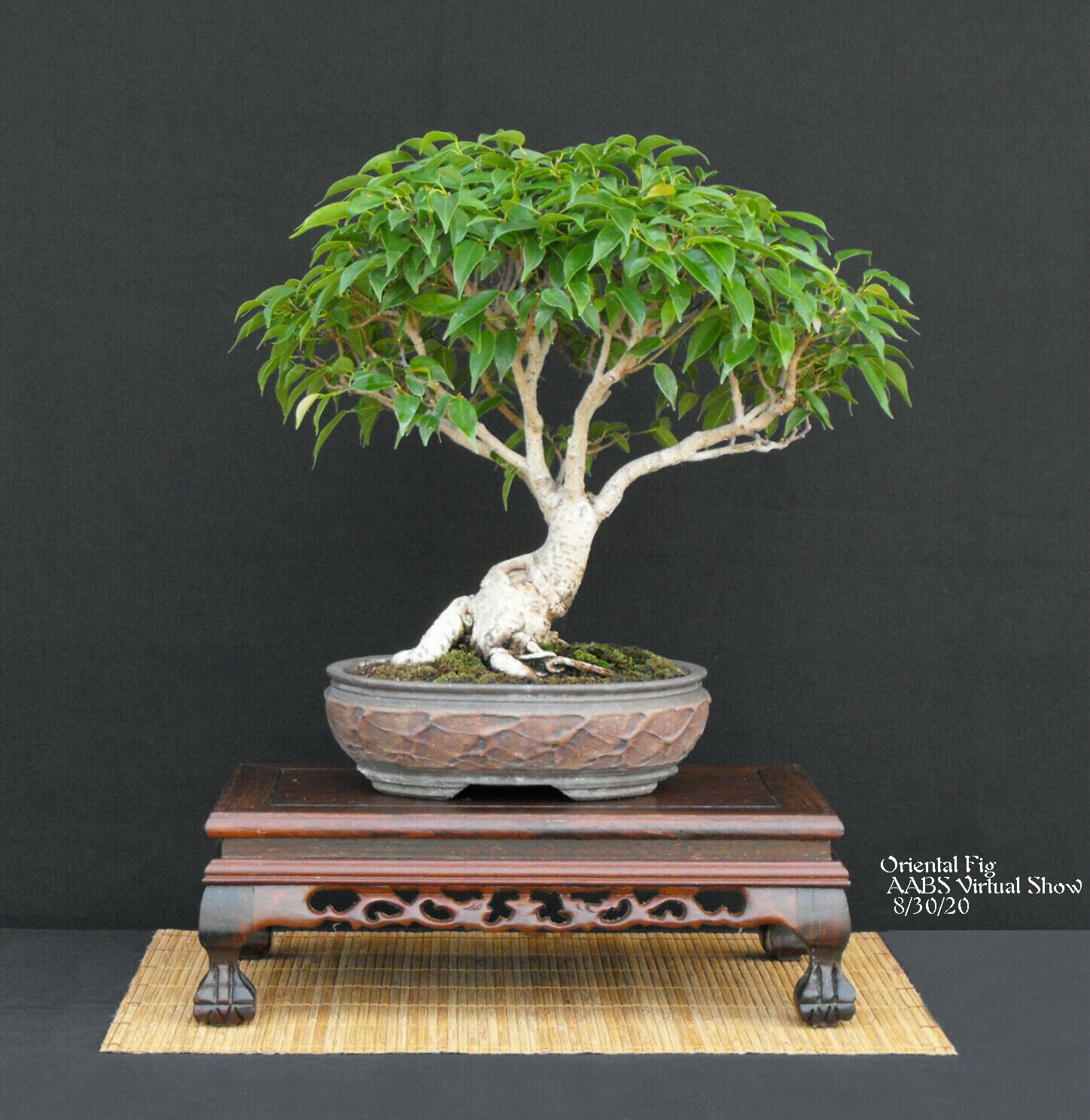 12 Ficus orientalis.JPG