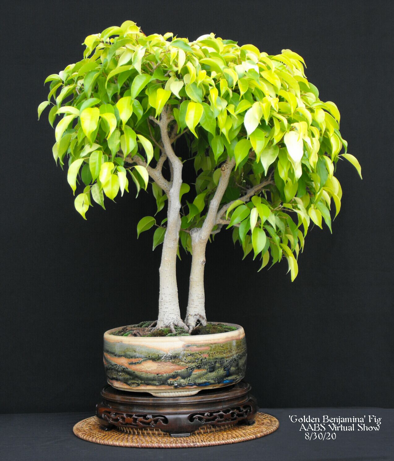 7 Ficus benjamina 'Golden Benjamin'.JPG