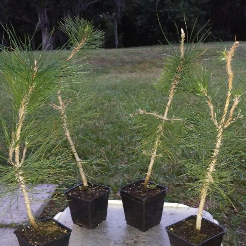 7 year old Japanese black pines