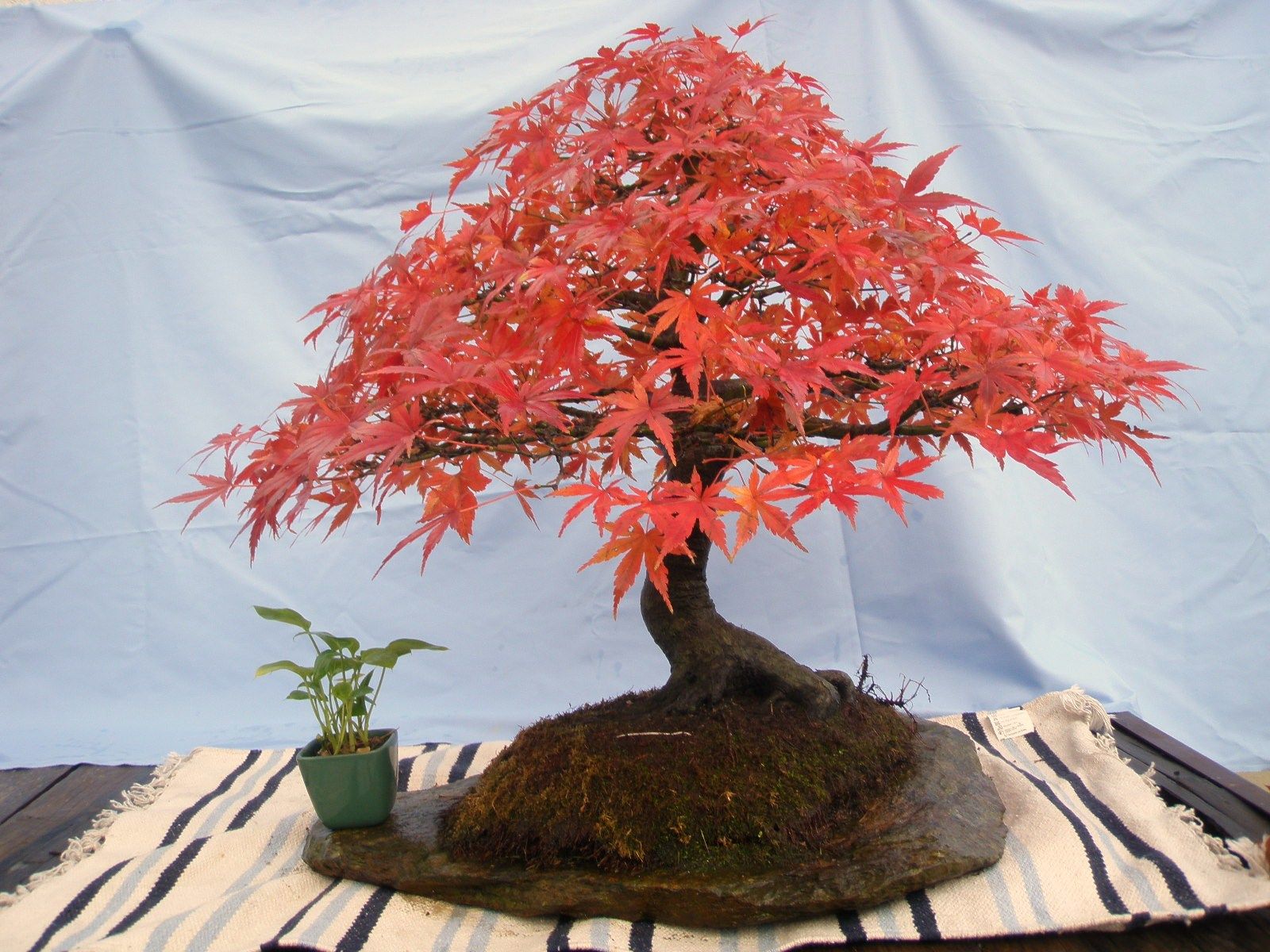 Acer Palmatum em 2010