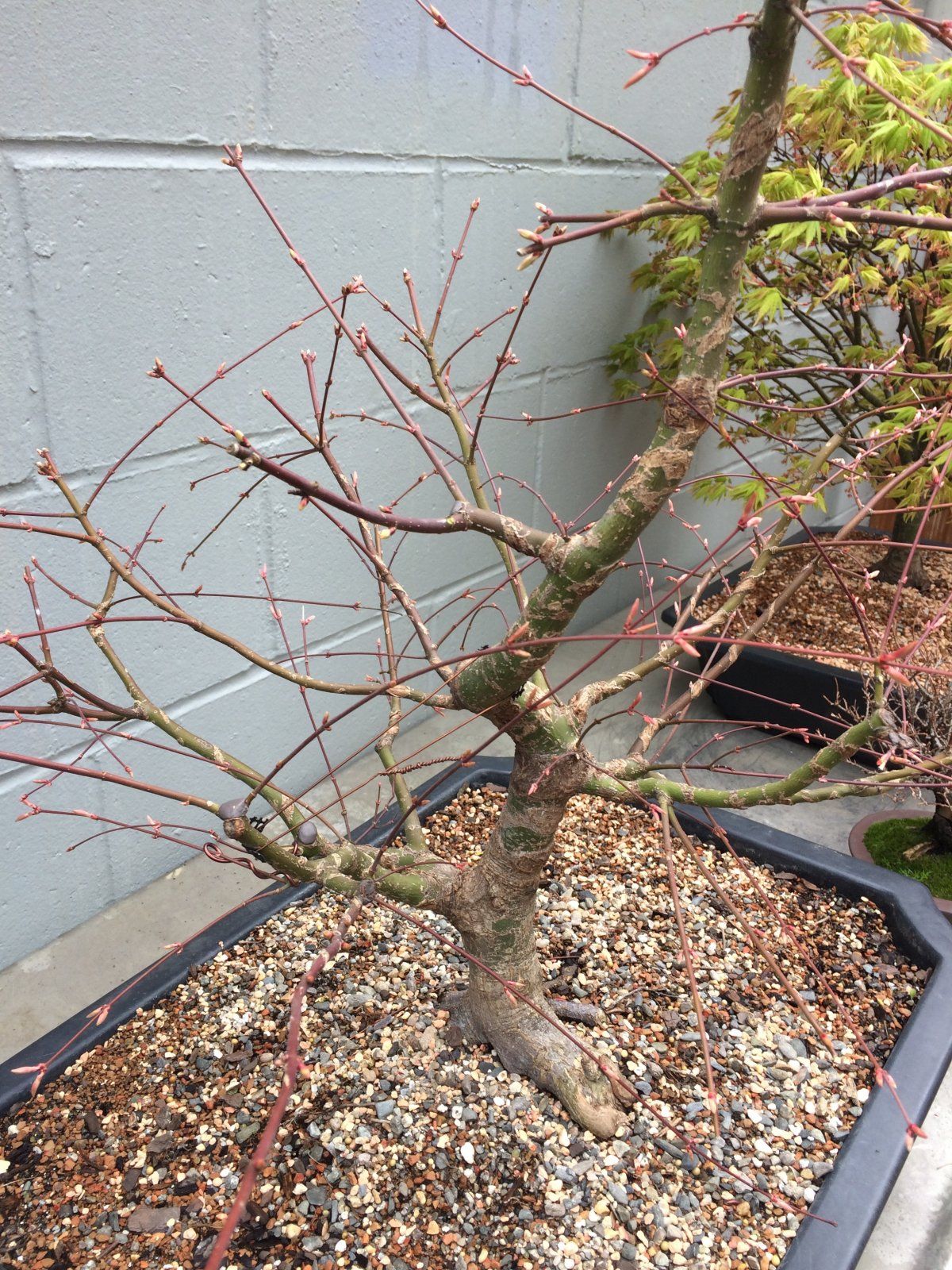 Acer palmatum