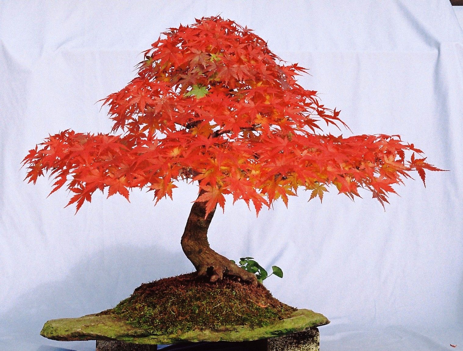 Acer Palmatum.