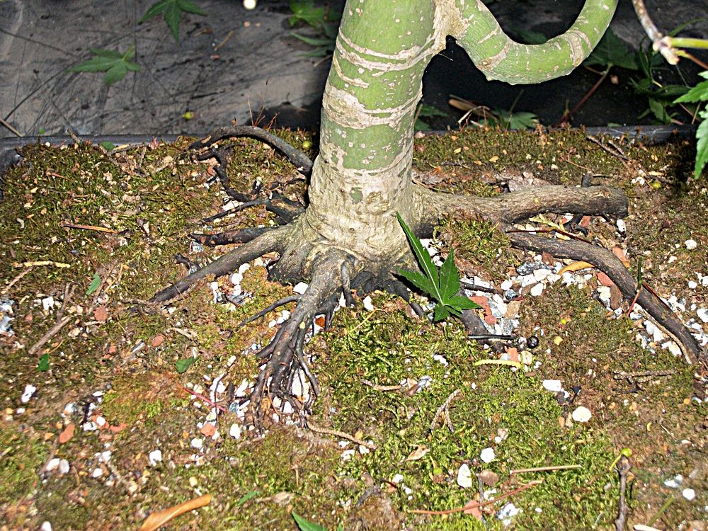 Acer Palmatum