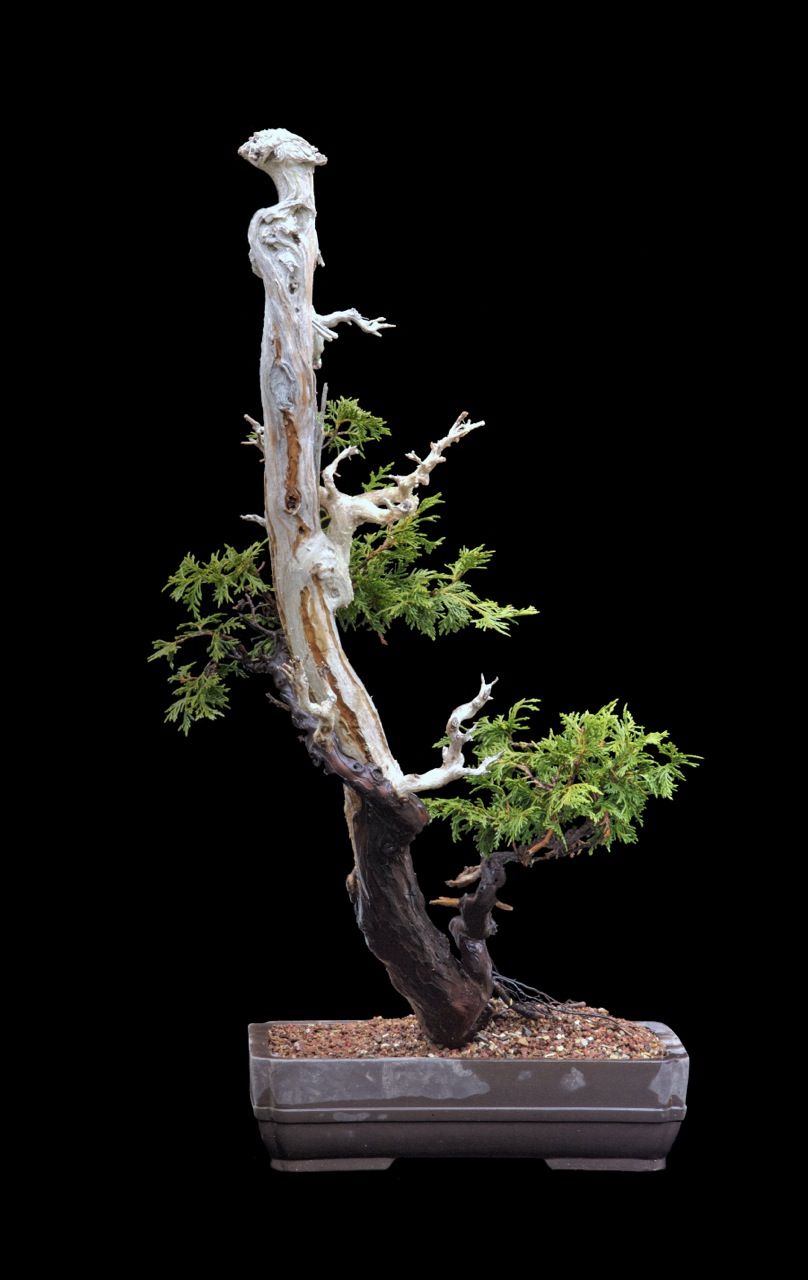 Alaska Yellow Cedar