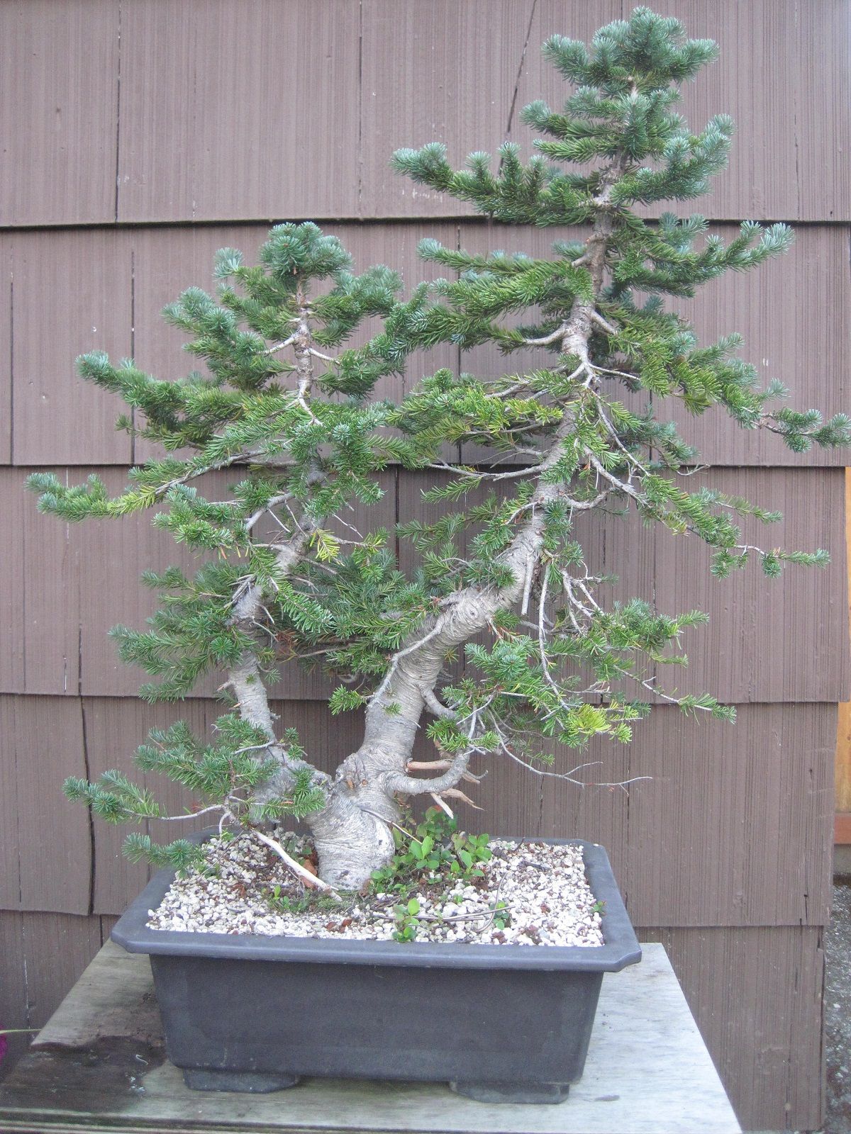 alpine fir