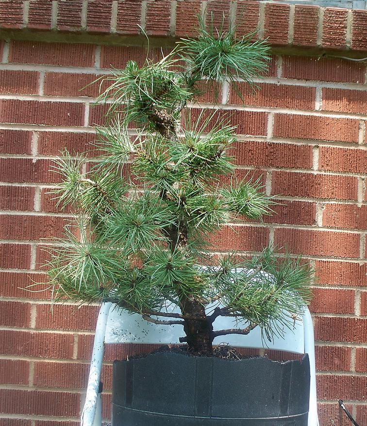 Austrian black pine