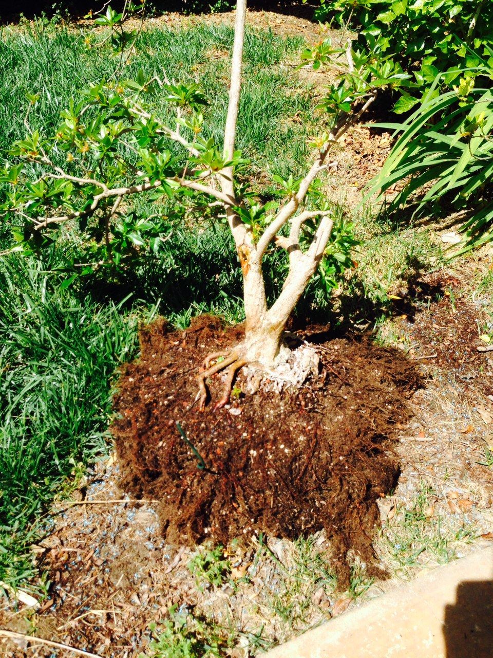 AZALEA #1 ROOT-PRUNED 042615-2