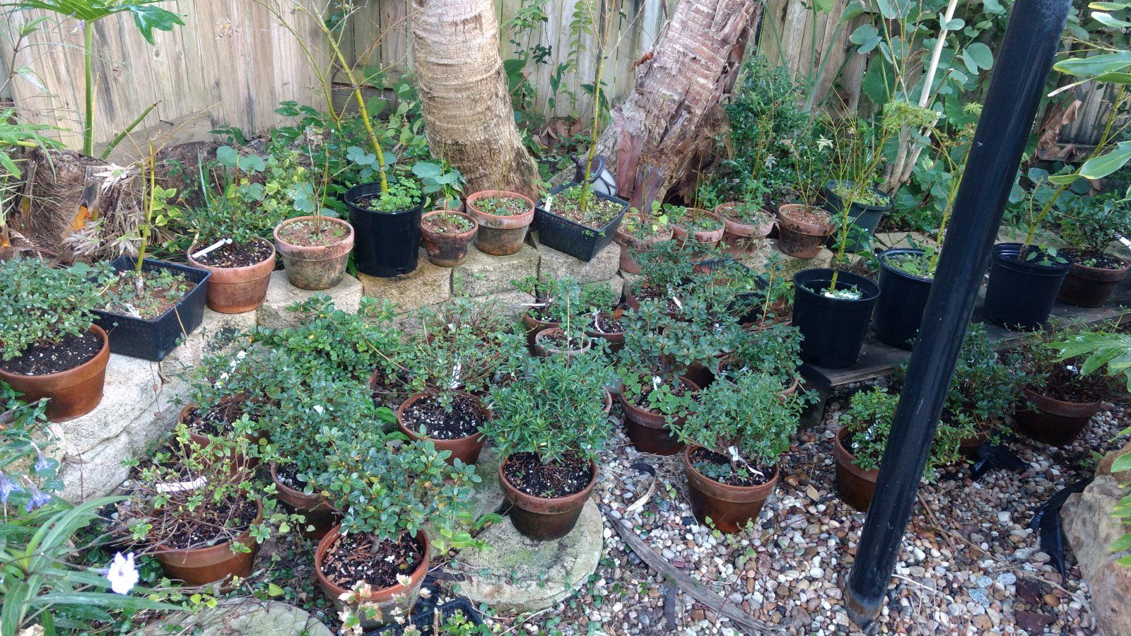 Azalea and Japanese maple seedlings