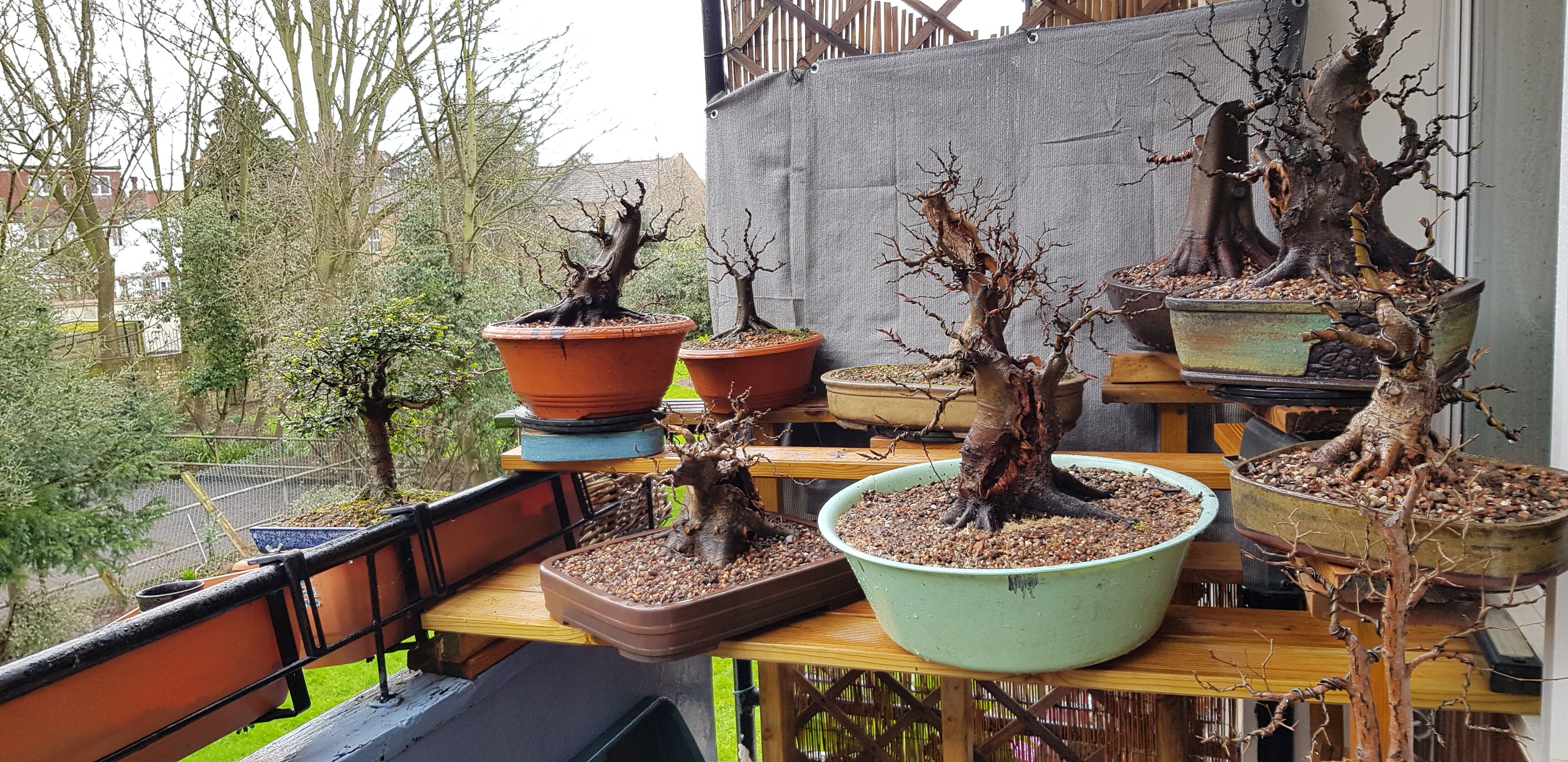 balcony bonsai