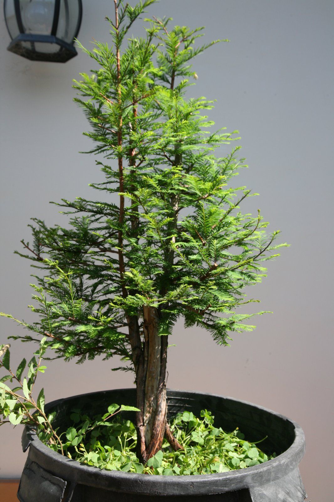 Bald Cypress #1