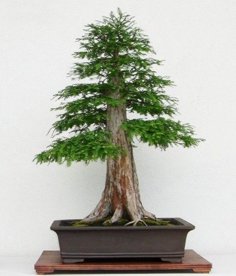 Bald Cypress