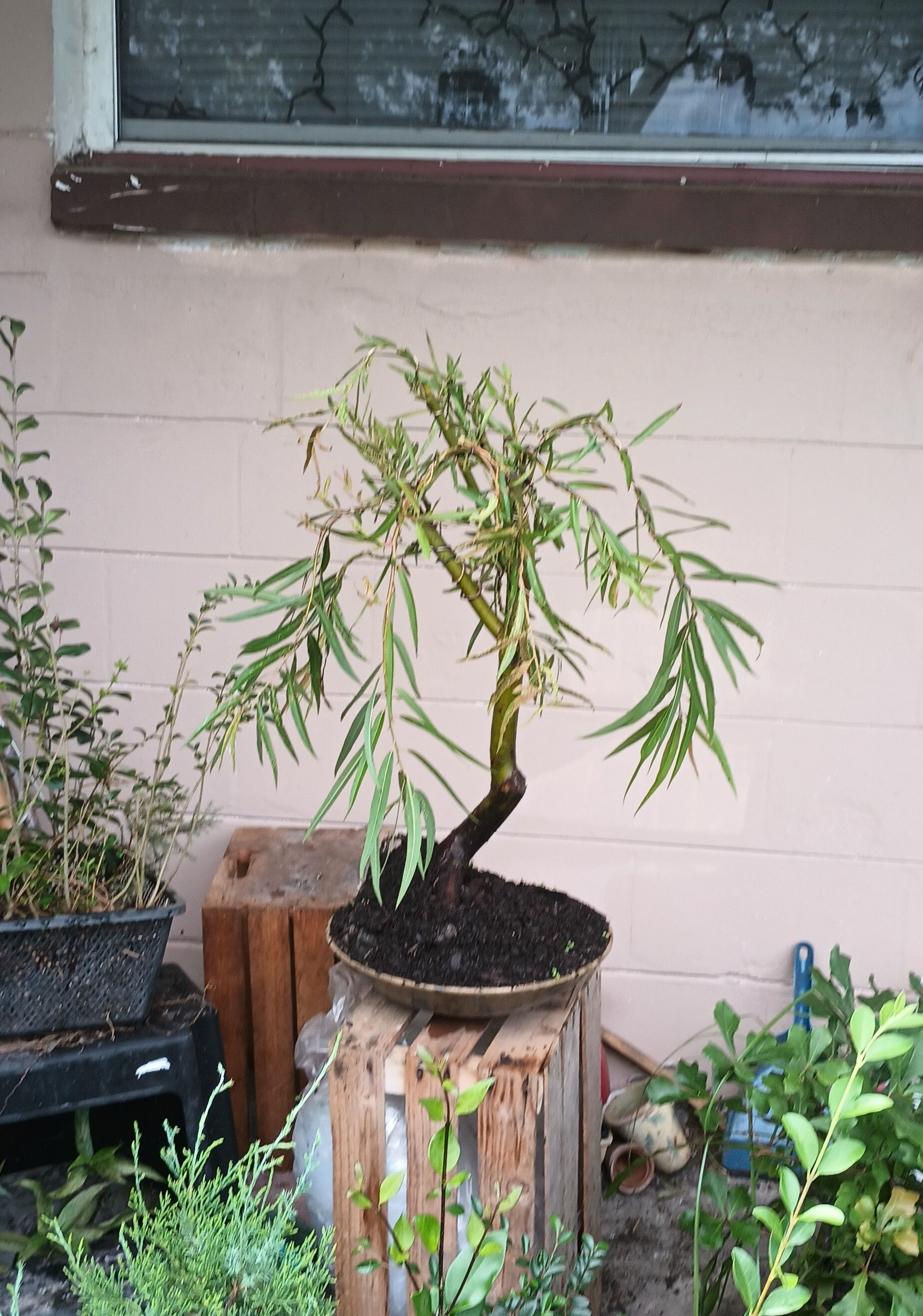 Basket Willow bonsai