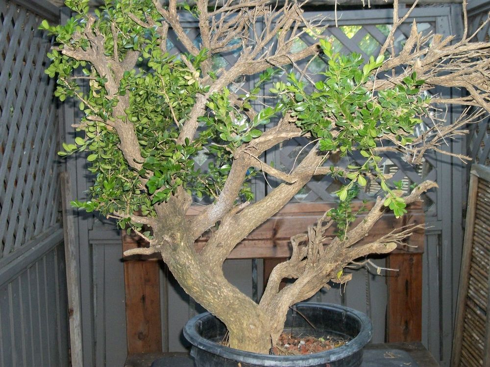 Big Urban Yamadori Boxwood