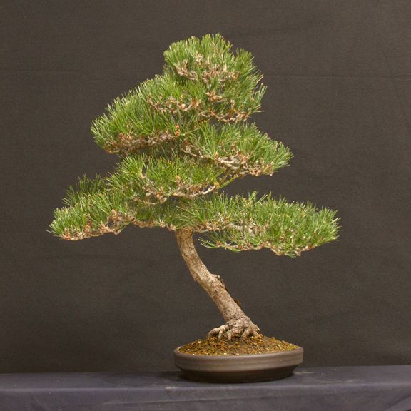 Black Pine 1