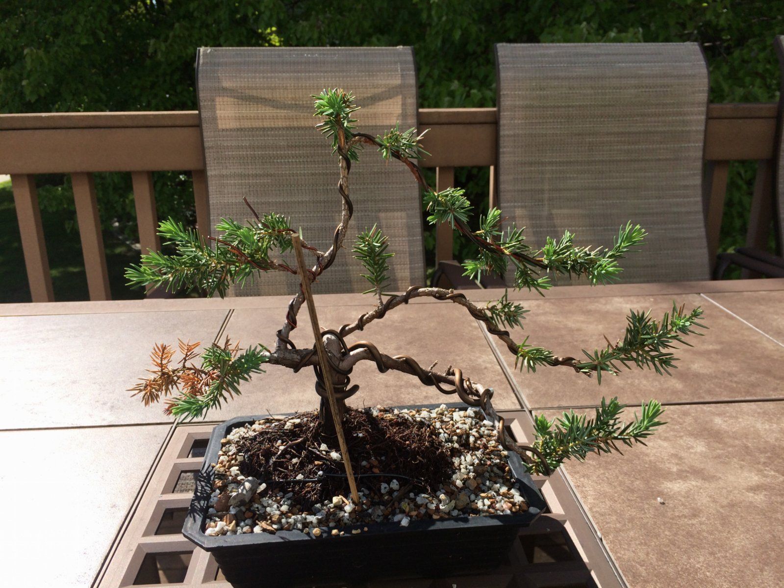 Blue Pacific Juniper