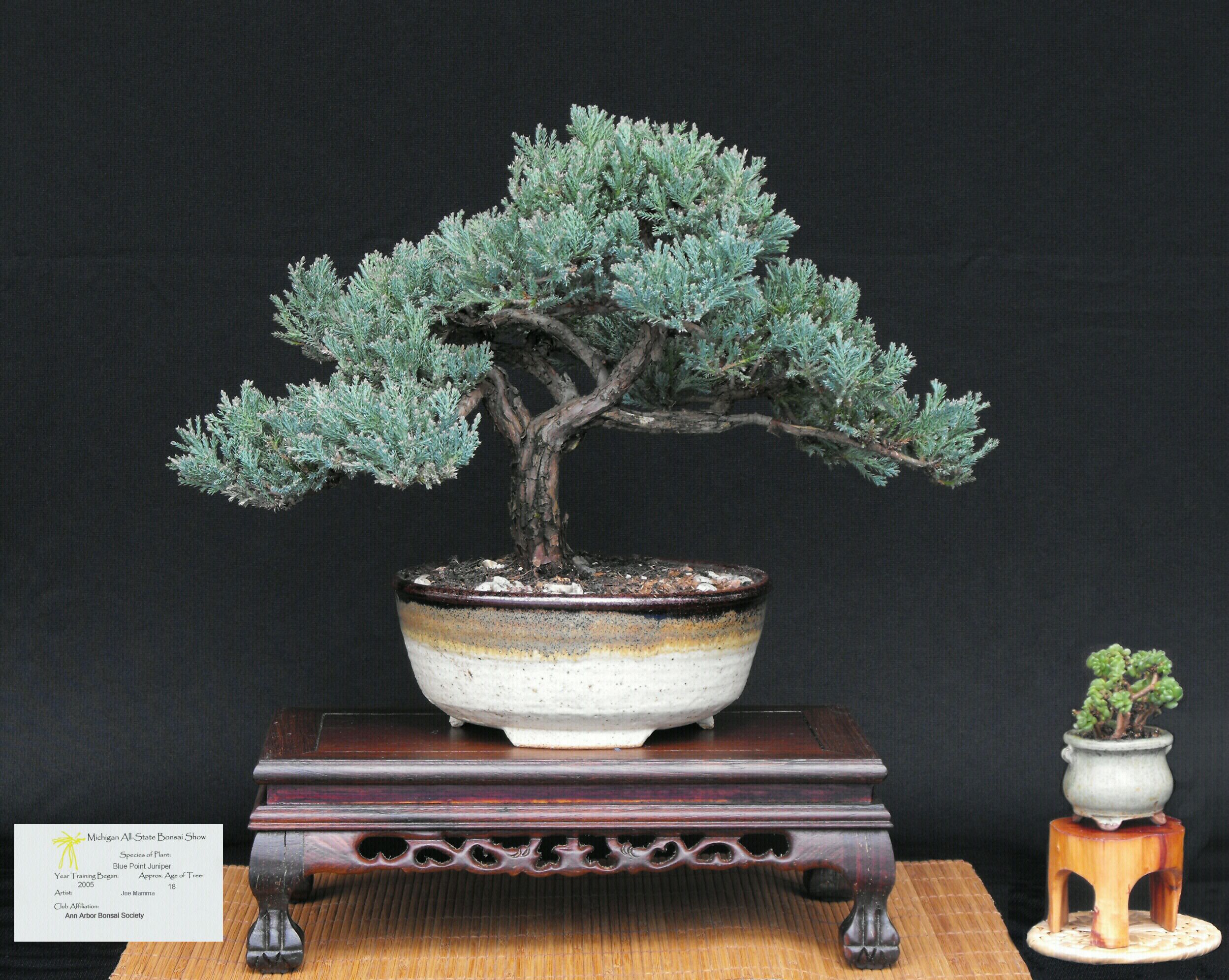 Blue Point Juniper.JPG