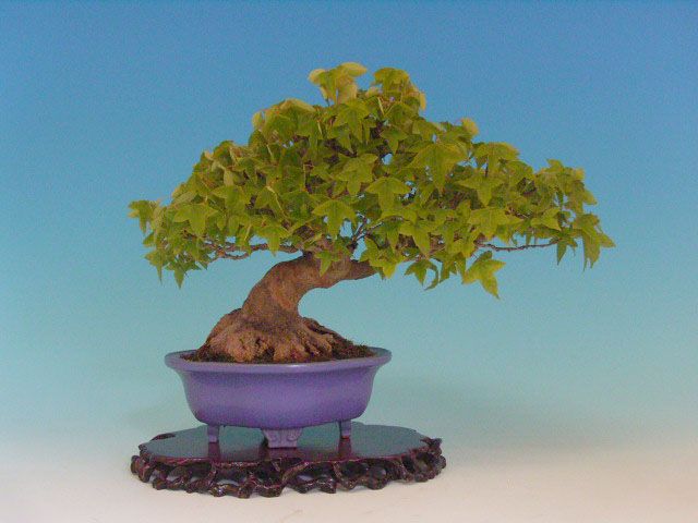 Bonsai 11: trident maple