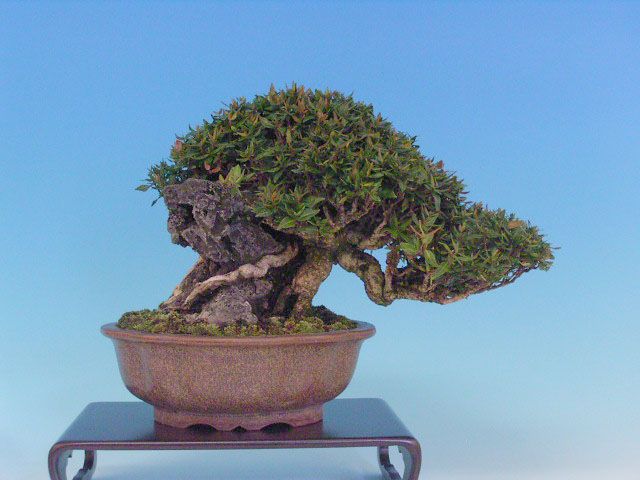 Bonsai 13: crepe myrtle(?)