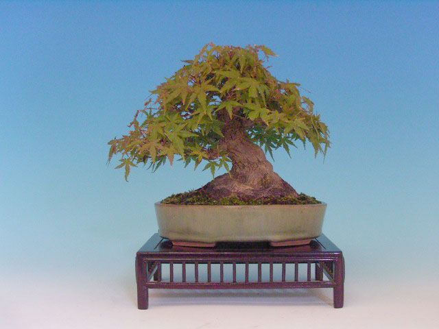 Bonsai 14: Japanese maple