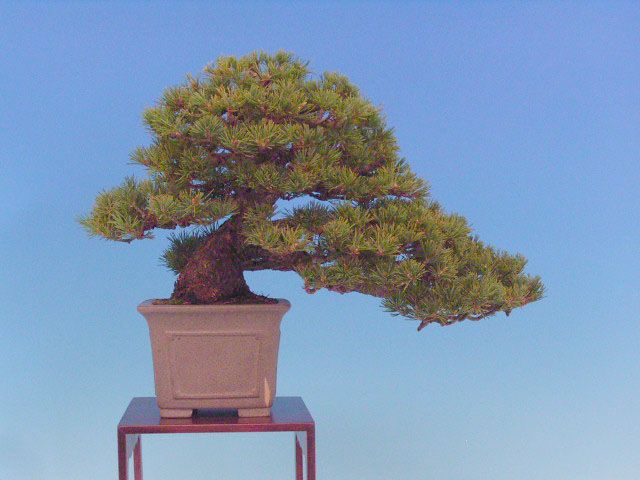 Bonsai 15: Japanese 5-needle pine