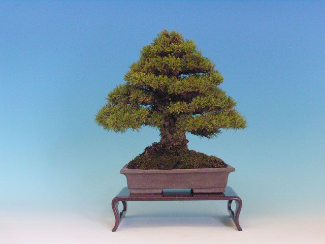 Bonsai 17: Japanese 5-needle pine